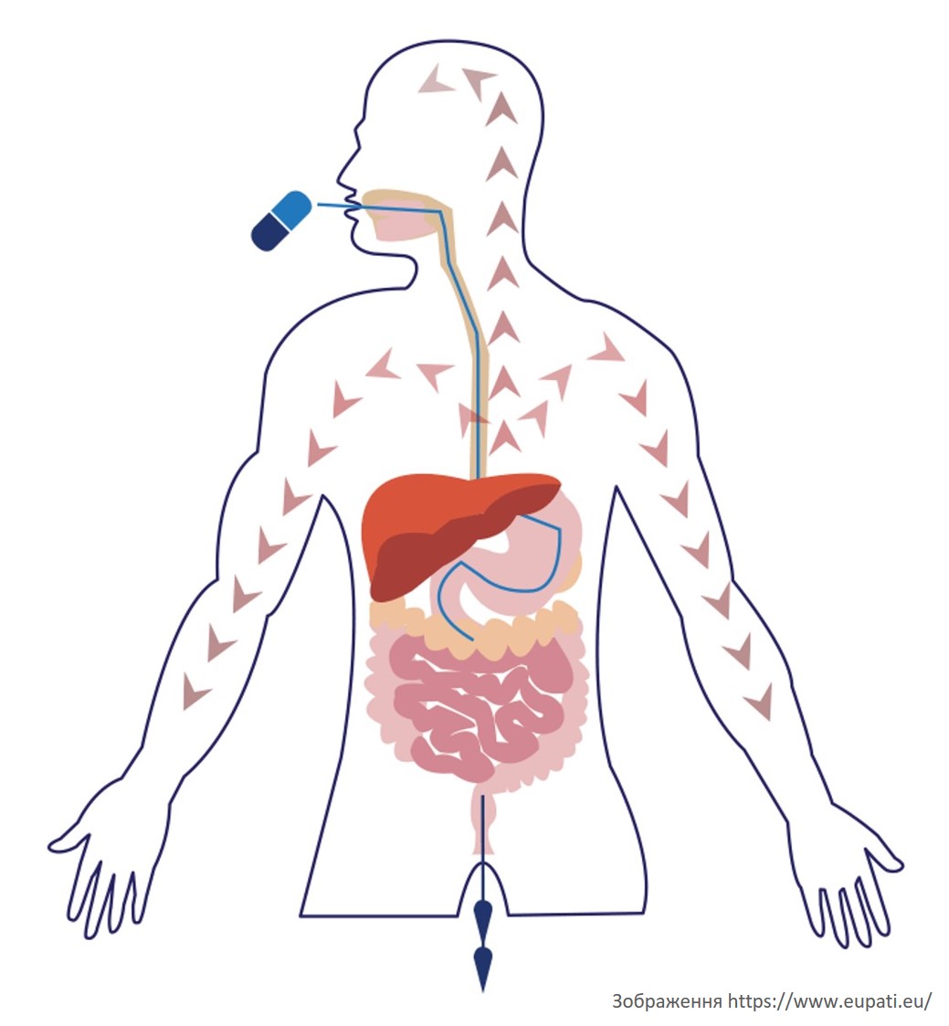 В организм человека препарата. Фармакокинетика. Всасывание лекарственных средств фармакокинетика. Путь лекарства в организме. Фармакодинамика картинки.